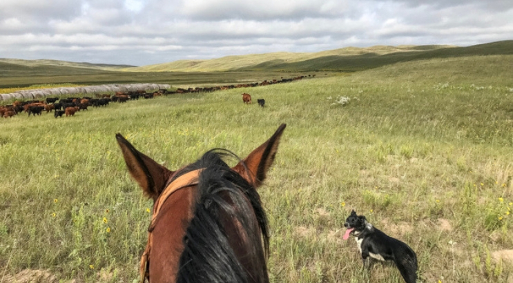 Cattle, stock dogs, and communication